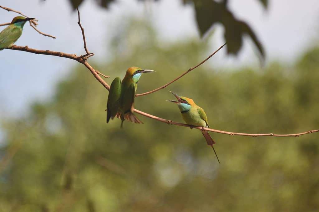Green Beeaters
